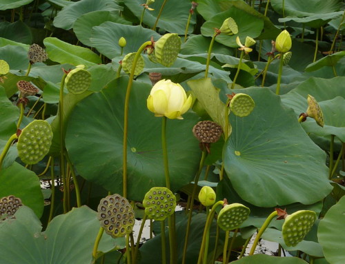 Treating Auto-Immune Disorders with Chinese Medicine