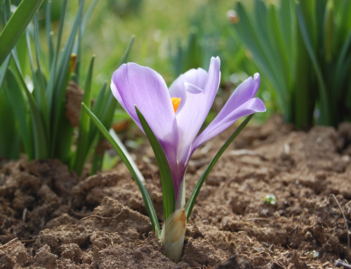 Renewal and Vitality: Spring in Traditional Chinese Medicine
