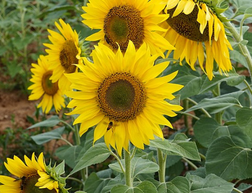 Summer in Chinese Medicine: Embracing the Fire Element