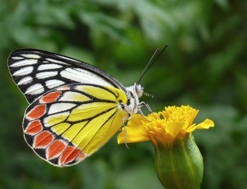 Supporting Fertility Naturally with Acupuncture and Chinese Medicine