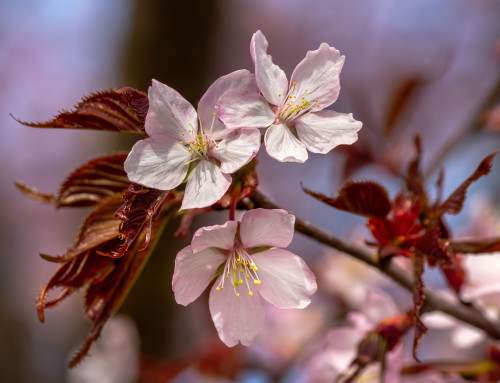 Acupuncture for Respiratory Health and Seasonal Allergies