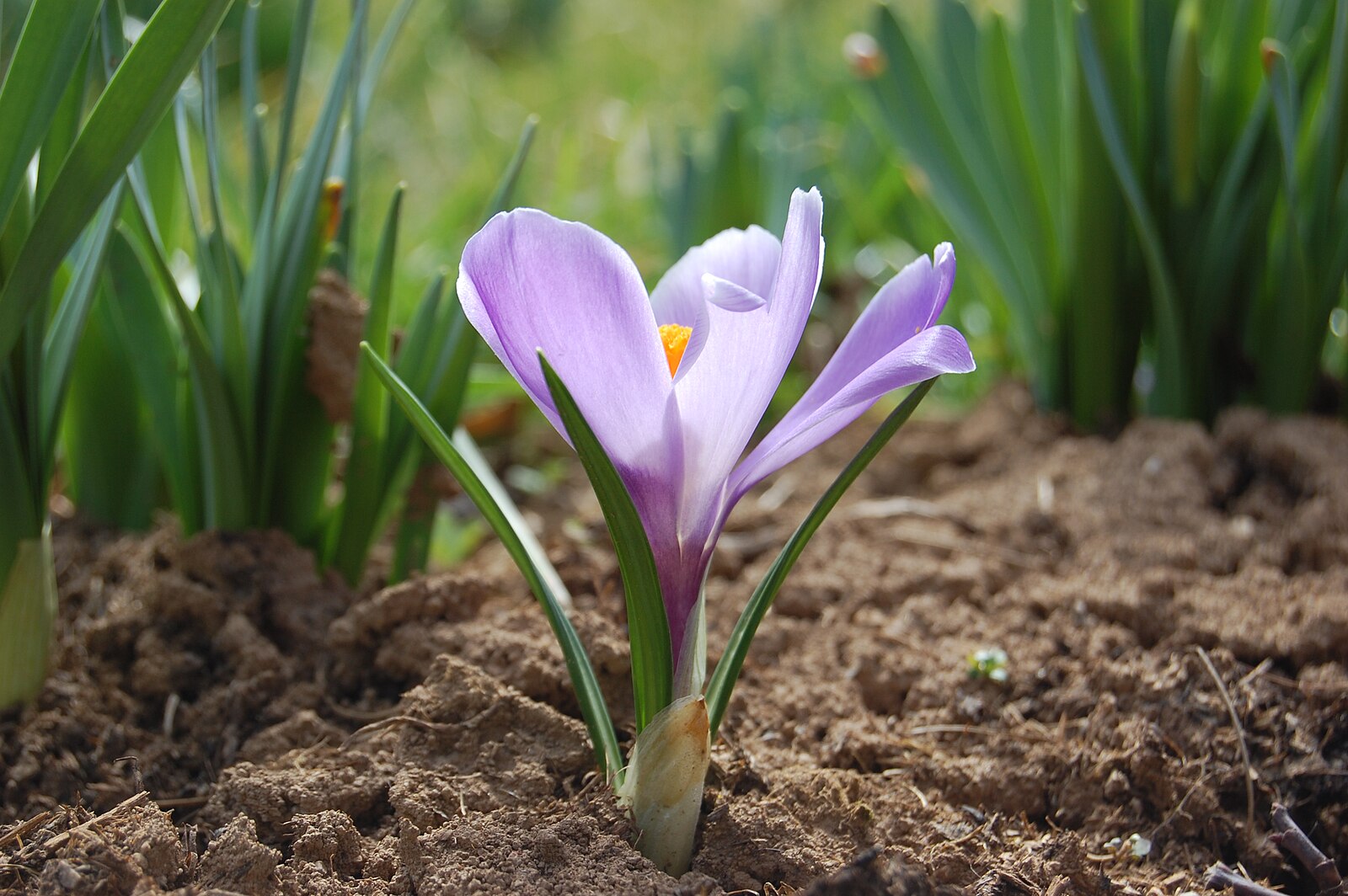 Renewal and Vitality: Spring in Traditional Chinese Medicine