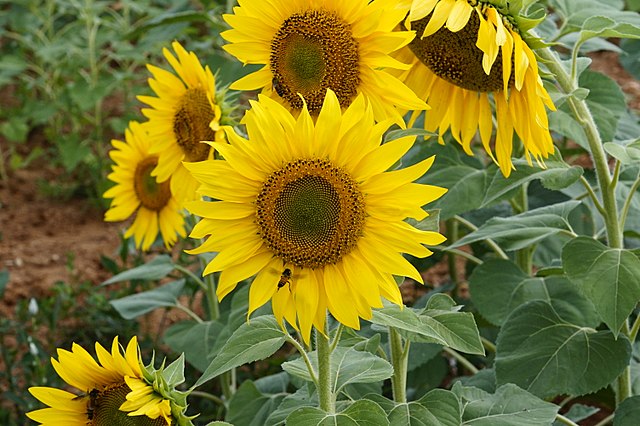 Summer in Chinese Medicine: Embracing the Fire Element